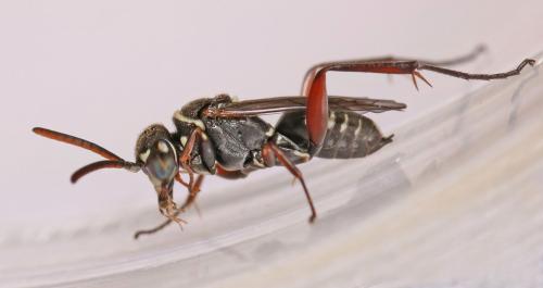 Ceropales cribrata